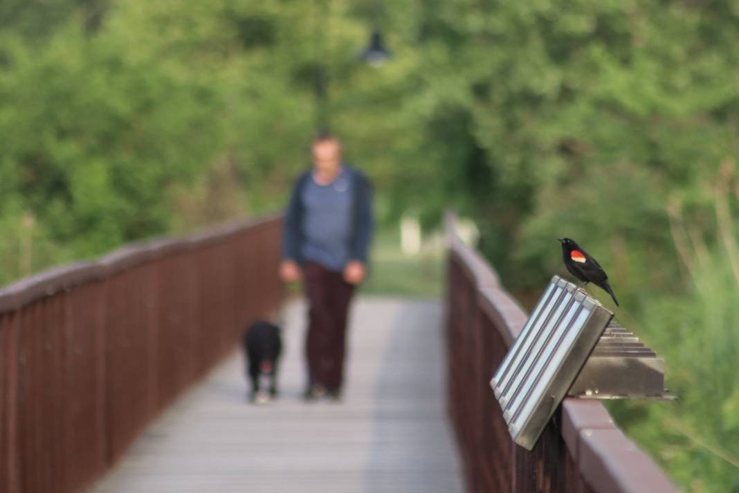 Yürüyüş yolundaki kuşlar böyle görüntülendi - Resim: 10